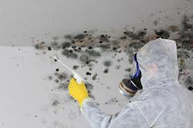 Reliable Rittman, OH Mold Removal & Remediation Solutions